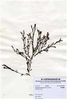 藏品(叉開網翼藻)的圖片